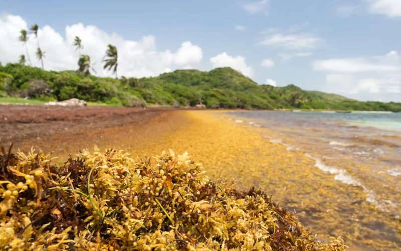Seaweed disaster at coastlines